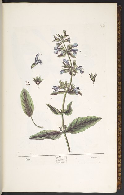 プレート 10、セージ、「A Curious Herbal」より 作： Elizabeth Blackwell