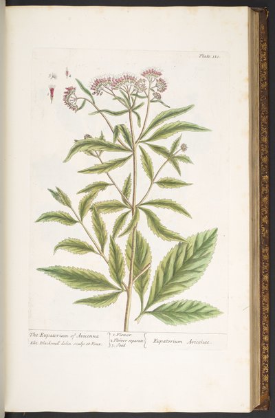 プレート 110、「A Curious Herbal」より 作： Elizabeth Blackwell