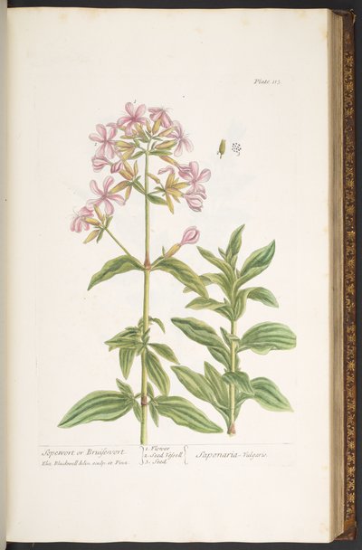 プレート 113、「A Curious Herbal」より 作： Elizabeth Blackwell