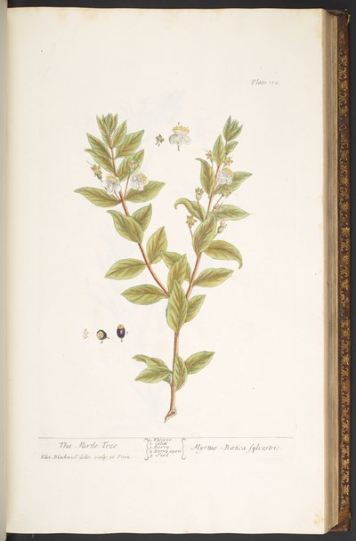 プレート 114、「A Curious Herbal」より 作： Elizabeth Blackwell