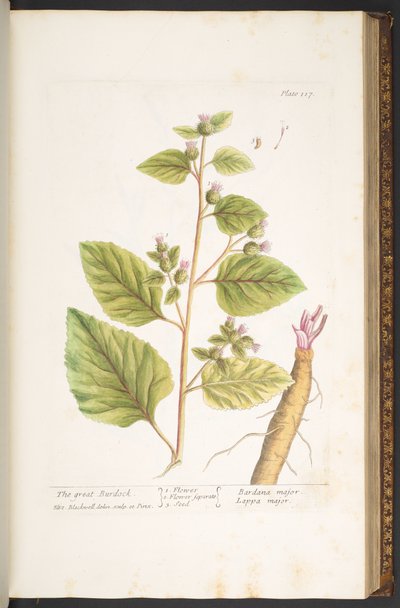 プレート 117、「A Curious Herbal」より 作： Elizabeth Blackwell