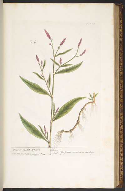 プレート 118、「A Curious Herbal」より 作： Elizabeth Blackwell