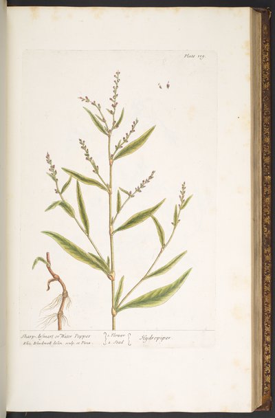 プレート 119、「A Curious Herbal」の Sharp Arsmart、または Water Pepper 作： Elizabeth Blackwell