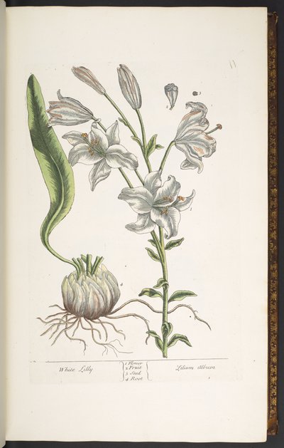 プレート 11、白いユリ、「A Curious Herbal」より 作： Elizabeth Blackwell