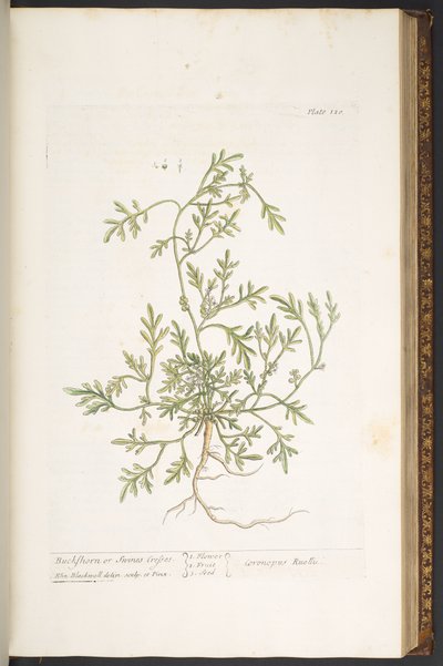 プレート 120、「A Curious Herbal」より 作： Elizabeth Blackwell