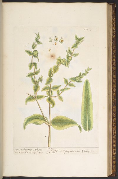 プレート 123、「A Curious Herbal」より 作： Elizabeth Blackwell
