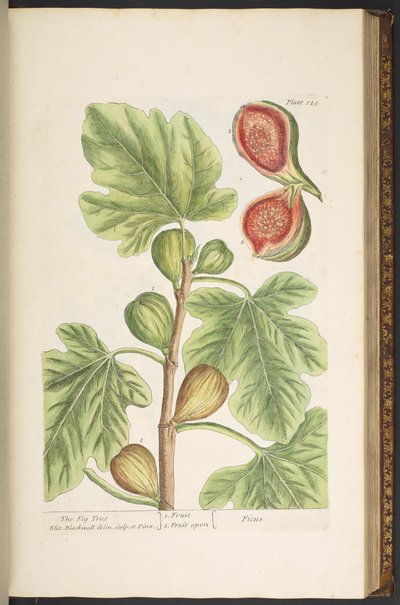 プレート 125、イチジクの木、「A Curious Herbal」より 作： Elizabeth Blackwell