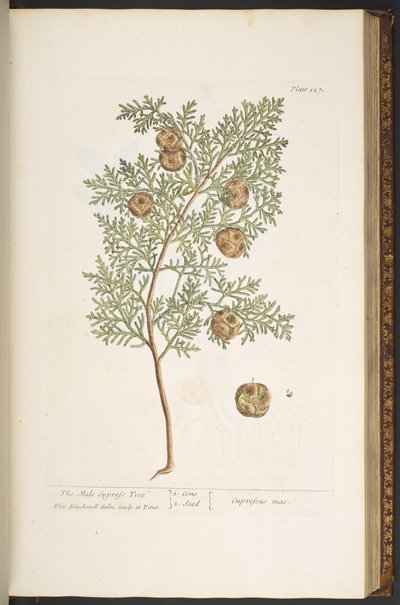 プレート 127、「A Curious Herbal」より 作： Elizabeth Blackwell