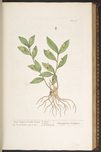 プレート 128、「A Curious Herbal」より 作： Elizabeth Blackwell