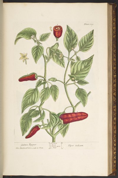 プレート 129、「A Curious Herbal」より 作： Elizabeth Blackwell
