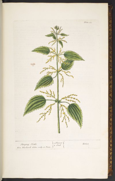 プレート 12、イラクサ、「A Curious Herbal」より 作： Elizabeth Blackwell
