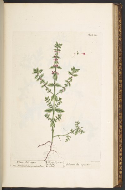 プレート 131、「A Curious Herbal」より 作： Elizabeth Blackwell