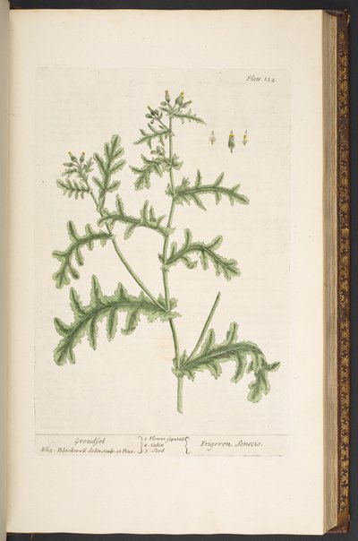 プレート 132、「A Curious Herbal」より 作： Elizabeth Blackwell