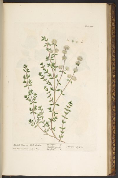 プレート 134、「A Curious Herbal」より 作： Elizabeth Blackwell