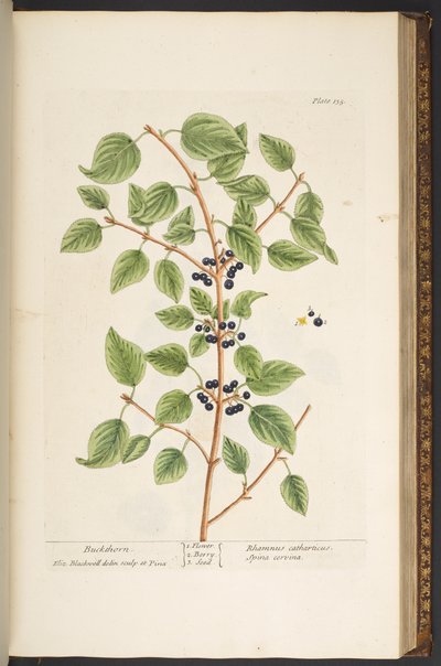 プレート 135、「A Curious Herbal」より 作： Elizabeth Blackwell