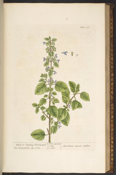 プレート 136、「A Curious Herbal」より 作： Elizabeth Blackwell