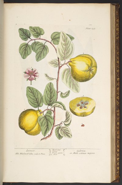 プレート 137、「A Curious Herbal」より 作： Elizabeth Blackwell