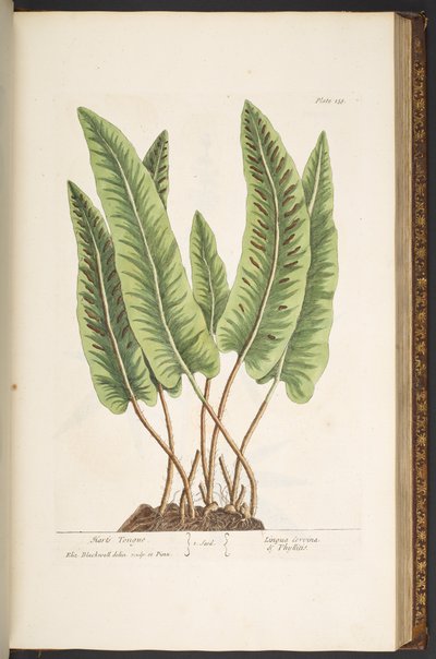 プレート 138、「A Curious Herbal」より 作： Elizabeth Blackwell