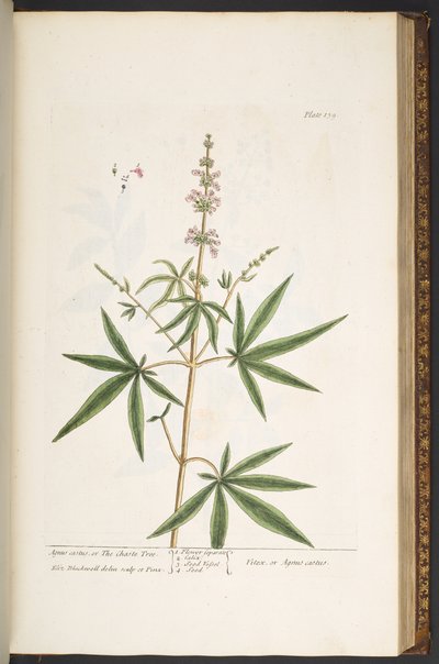 プレート 139、「A Curious Herbal」より 作： Elizabeth Blackwell