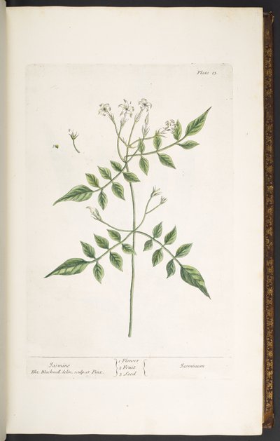 プレート 13、「A Curious Herbal」のジャスミン 作： Elizabeth Blackwell