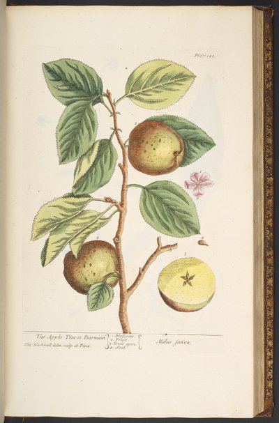 プレート 141、「A Curious Herbal」より 作： Elizabeth Blackwell
