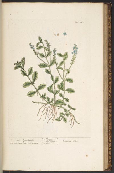 プレート 143、「A Curious Herbal」より 作： Elizabeth Blackwell