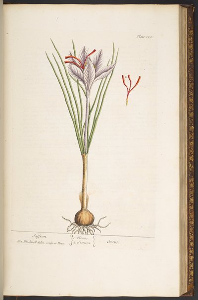 プレート 144、「A Curious Herbal」より 作： Elizabeth Blackwell