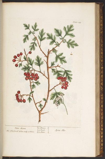 プレート 149、「A Curious Herbal」より 作： Elizabeth Blackwell