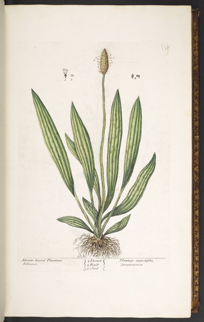プレート 14、狭い葉のオオバコ、「A Curious Herbal」より 作： Elizabeth Blackwell