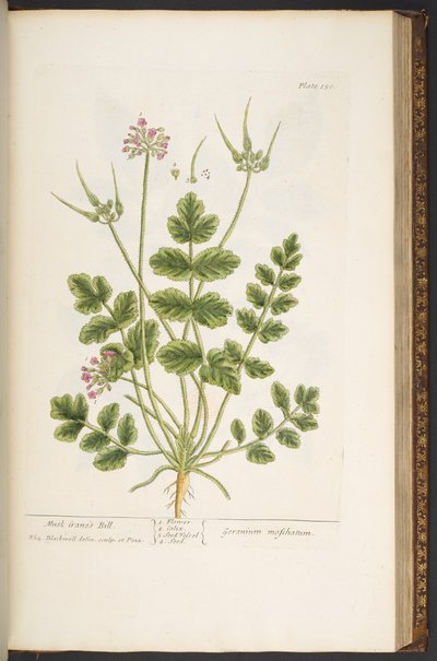 プレート 150、「A Curious Herbal」より 作： Elizabeth Blackwell
