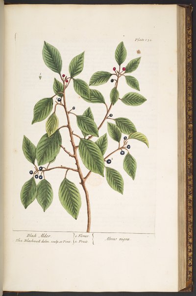プレート 152、「A Curious Herbal」より 作： Elizabeth Blackwell