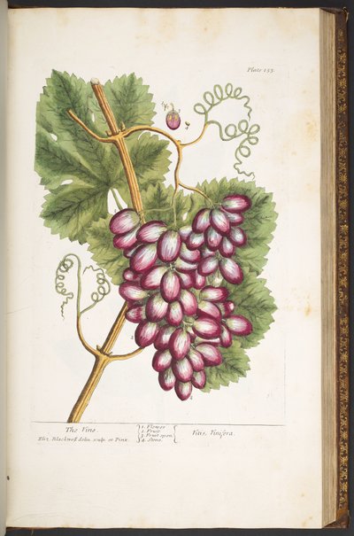 プレート 153、「A Curious Herbal」より 作： Elizabeth Blackwell