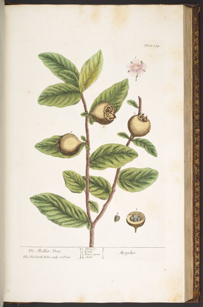プレート 154、「A Curious Herbal」より 作： Elizabeth Blackwell