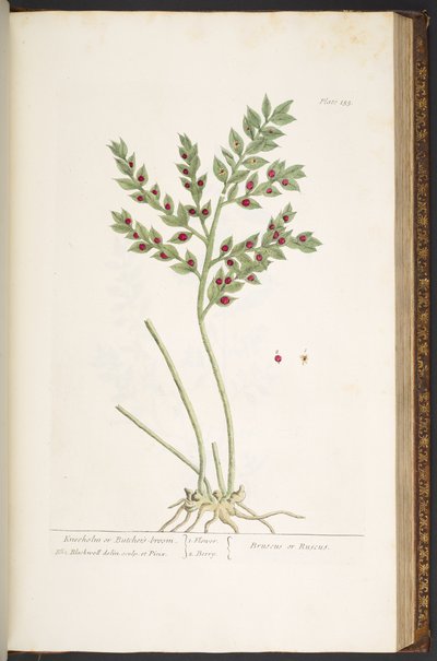 プレート 155、「A Curious Herbal」より 作： Elizabeth Blackwell