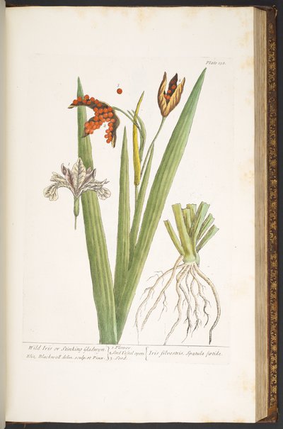 プレート 158、「A Curious Herbal」より 作： Elizabeth Blackwell