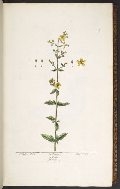 プレート 15、セント ジョンズ ワート、「A Curious Herbal」より 作： Elizabeth Blackwell