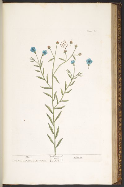 プレート 160、「A Curious Herbal」より 作： Elizabeth Blackwell