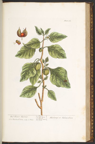 プレート 161、「A Curious Herbal」より 作： Elizabeth Blackwell