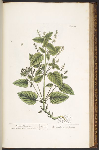 プレート 162、「A Curious Herbal」より 作： Elizabeth Blackwell