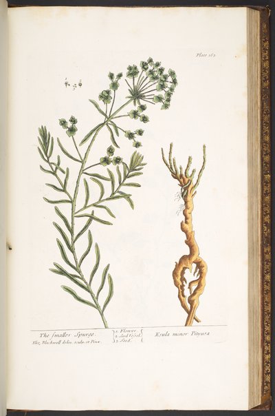 プレート 163、「A Curious Herbal」より 作： Elizabeth Blackwell