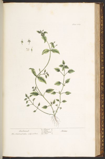プレート 164、「A Curious Herbal」より 作： Elizabeth Blackwell