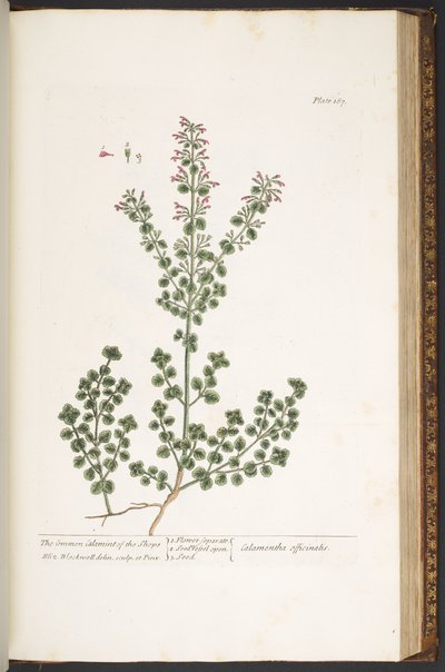 プレート 167、「A Curious Herbal」より 作： Elizabeth Blackwell