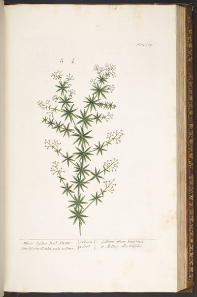 プレート 168、「A Curious Herbal」より 作： Elizabeth Blackwell
