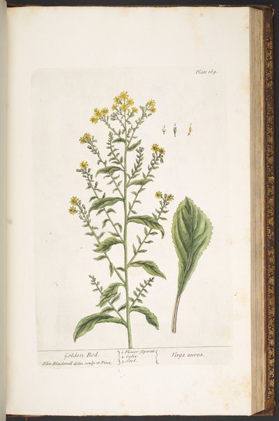 プレート 169、ゴールデン ロッド、「A Curious Herbal」より 作： Elizabeth Blackwell