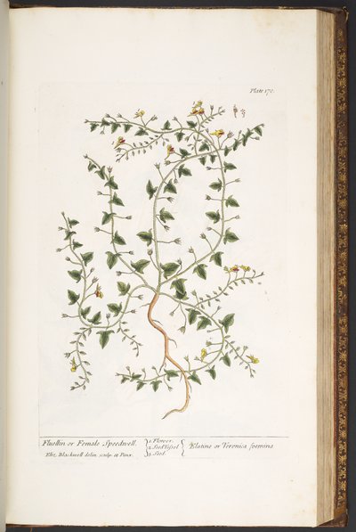 プレート 170、「A Curious Herbal」より 作： Elizabeth Blackwell
