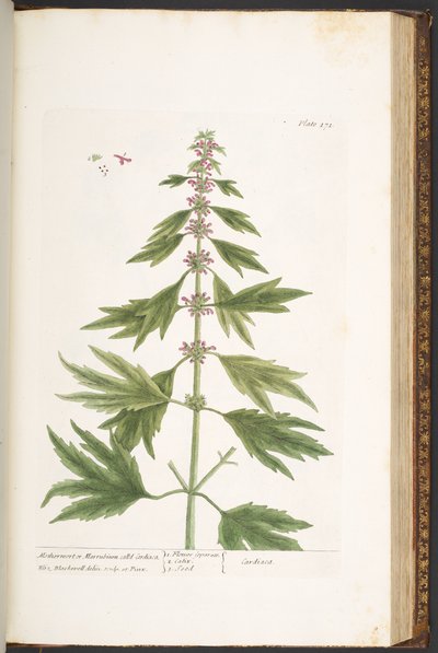 プレート 171、「A Curious Herbal」より 作： Elizabeth Blackwell