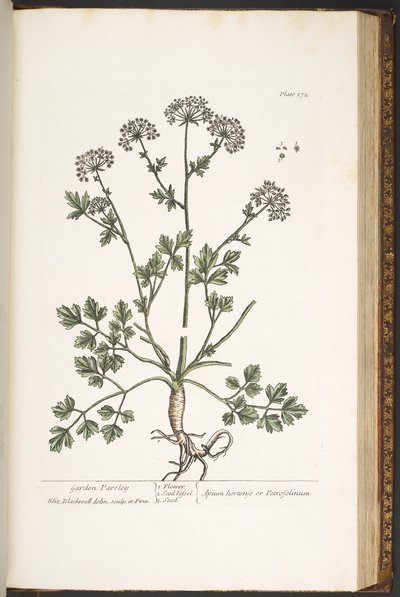 プレート 172、「A Curious Herbal」より 作： Elizabeth Blackwell