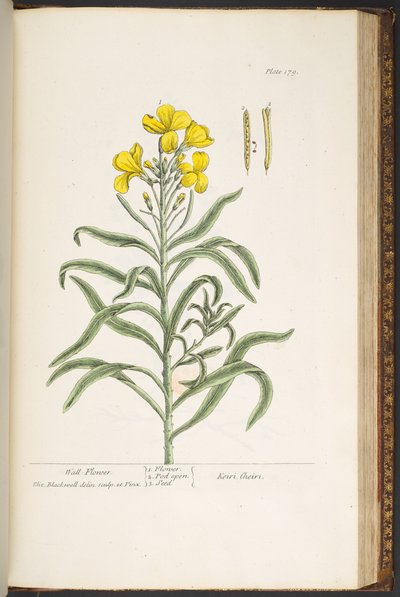プレート 179、「A Curious Herbal」より 作： Elizabeth Blackwell