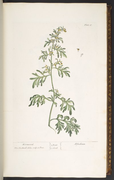 プレート 17、よもぎ、「A Curious Herbal」より 作： Elizabeth Blackwell
