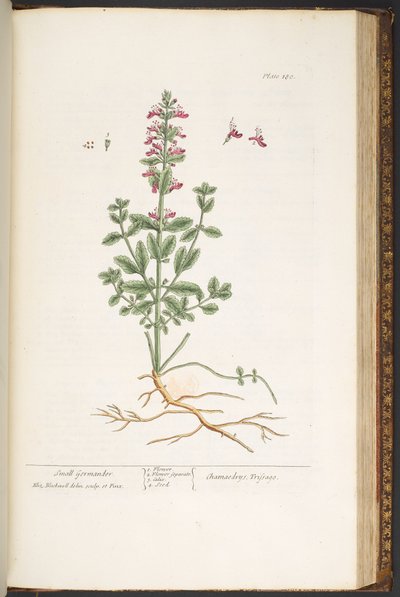 プレート 180、「A Curious Herbal」より 作： Elizabeth Blackwell